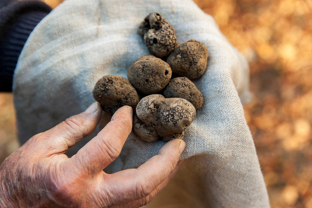 "Nous garantissons des truffes fraîches dans le monde entier dans un délai de 1 à 2 jours après la récolte"
