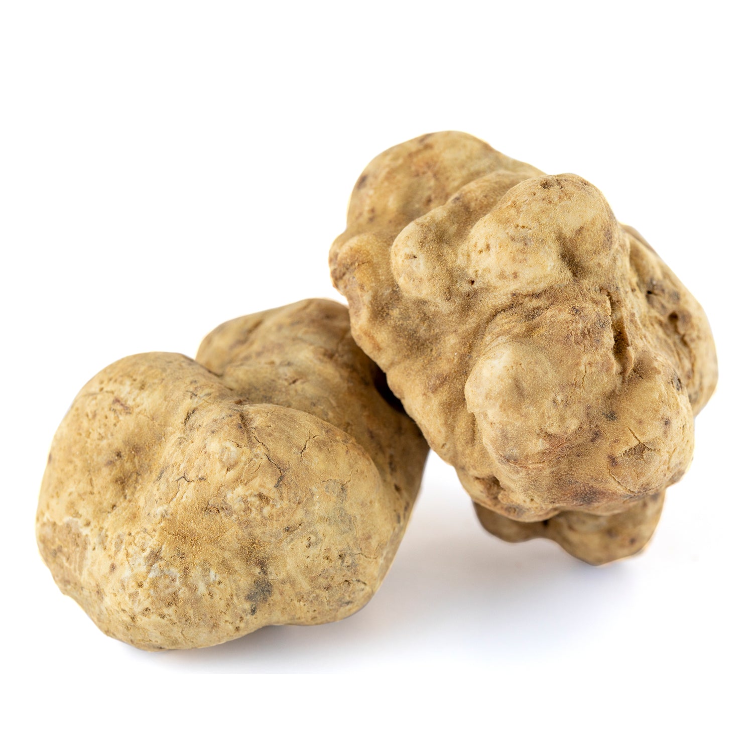 Truffe Blanche - Tuber Magnatum