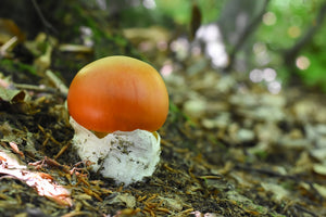 Amanita Caesarea : le champignon le plus recherché