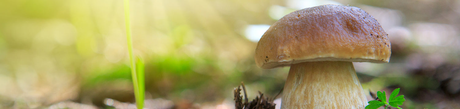 Champignons Frais