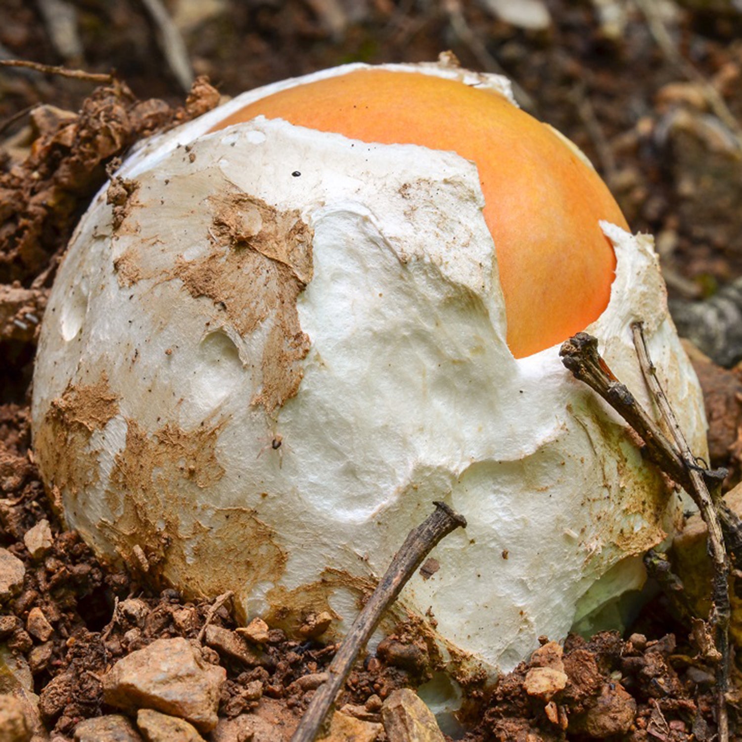 Amanite des Césars