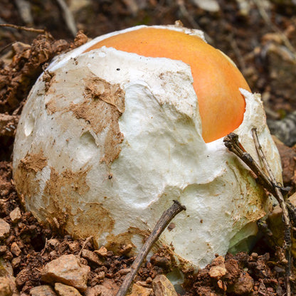 Amanite des Césars