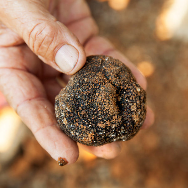 Acheter Sel Truffé à la Truffe Noire  Condiments à la truffe – LAUMONT  FRANCE
