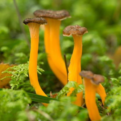 Chanterelle Jaune