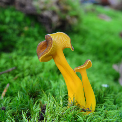 Chanterelle Jaune