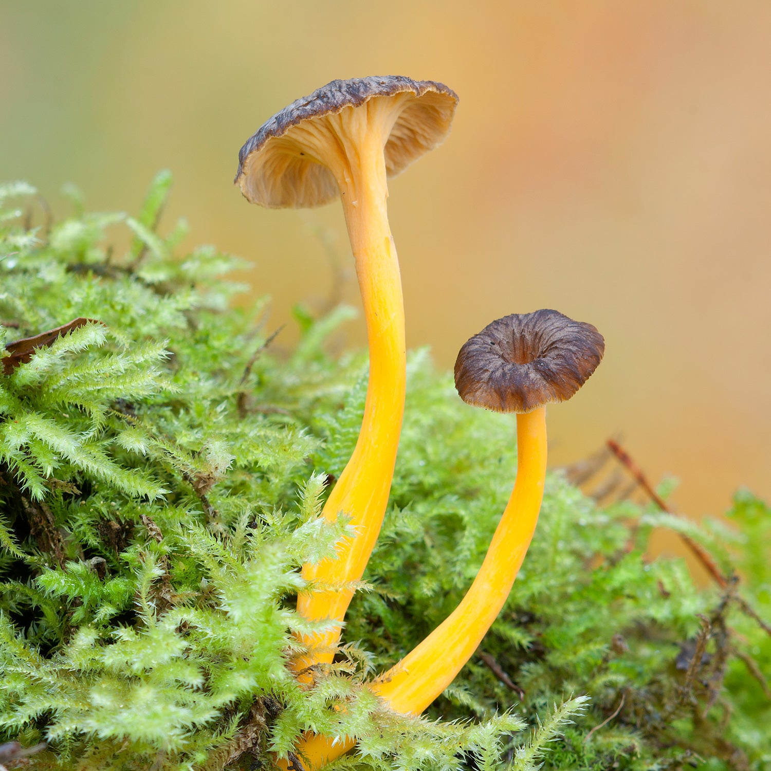 Chanterelle Jaune